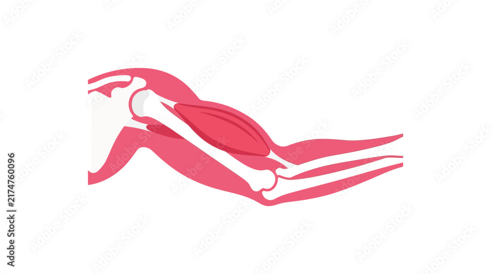 Obraz premium Human Arm Anatomy Diagram
