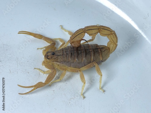 Foto Scorpion Close Up on White Background – Detailed Arthropod Wildlife Photography