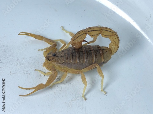 Obraz na plátne Scorpion Close Up on White Background – Detailed Arthropod Wildlife Photography