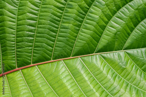 Obraz na plátne Green tropical leaf texture with prominent veins and natural botanical pattern,
