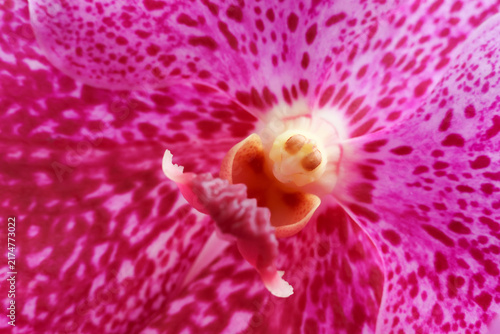Obraz na płótnie Orchid flower macro reveals vivid pink petal pattern, orange column, and curled