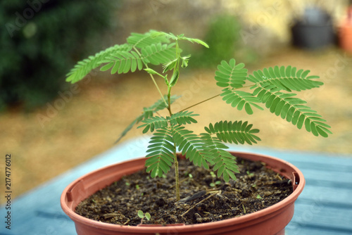 Young albizia (Albizia julibrissin) seedling growing in a green plastic pot outdoors. Fresh green foliage and healthy new growth symbolize gardening, tree cultivation, sustainability, and nature.