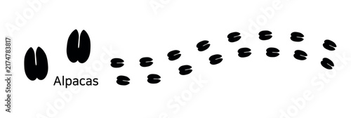 2.Alpacas. These are alpaca footprints. It is a silhouette showing the remaining gait pattern when walking.