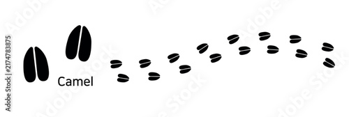 5.Camel. These are camel footprints. This is a vector illustration showing the camel’s bifurcated footprint shape, the marks it left while walking, and its walking pattern