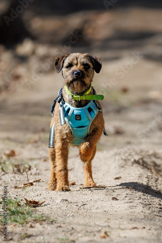 Canvastavla Border Terrier dog walking outdoors on a dirt path wearing a blue harness and gr
