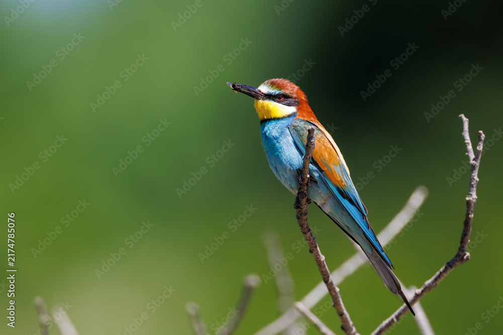 Obraz premium European bee-eater (Merops apiaster) perched on a branch holding caught insect in beak