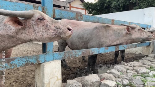 Albino Water Buffaloes Behind a Blue Fence in an Enclosure
