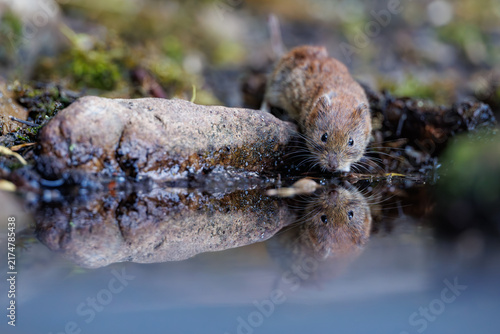 Bank vole (Myodes glareolus) drinking water with clear reflection in forest pond