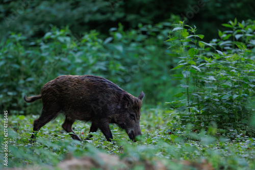 Wild boar (Sus scrofa) walking through dense green forest vegetation