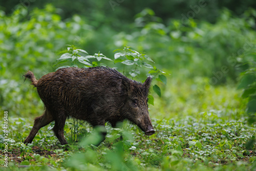 Wild boar (Sus scrofa) walking through dense green forest vegetation