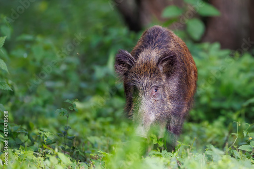 Wild boar (Sus scrofa) walking through dense green forest vegetation