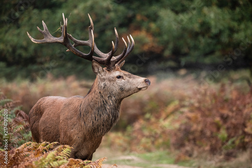 Beautiful colourful portrait of red deer Cervus Elaphus in Autumn Fall forest landscape