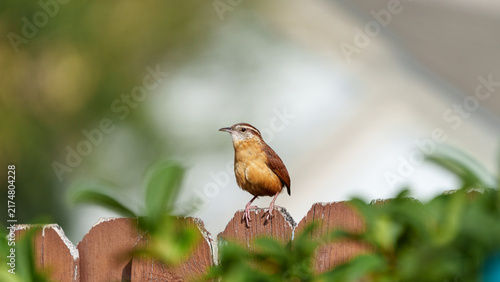 Quadro su tela Carolina wren perched on garden fence in South Florida