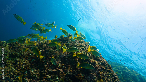 Underwater photo of school of fish at a coral reef. Yellow Snapper Fish. From a scuba dive off the coast of the island Koh Lanta in the south Andaman Sea in Thailand.