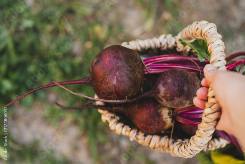 Fresh Organic Beetroot in Woven Basket in Garden