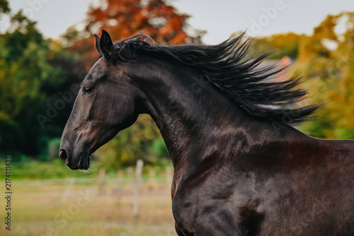 Fotografie Close up of cantering black horse during sunset