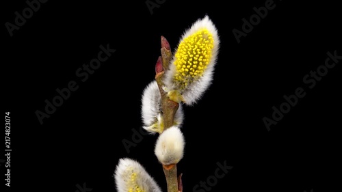 Time Lapse of flowering Willow flowers on black background. Spring timelapse of Salix flowers