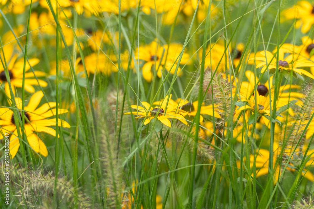 Fototapeta premium Black-Eyed Susans Peeking Through Ornamental Grass Blades