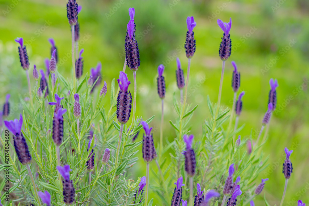 Fototapeta premium Dense cluster of Spanish lavender blooming in vivid purple