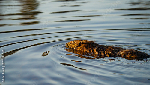 Bild auf Leinwand Swimming nutria crossing rippled water at sunset