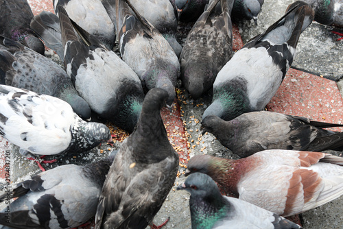 Quadro su tela Group of pigeons gathered in a circle pecking at birdseed scattered on tiled pavement
