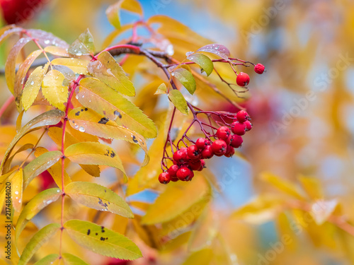 Fotografie A bunch of red rowan in autumn leaves.
