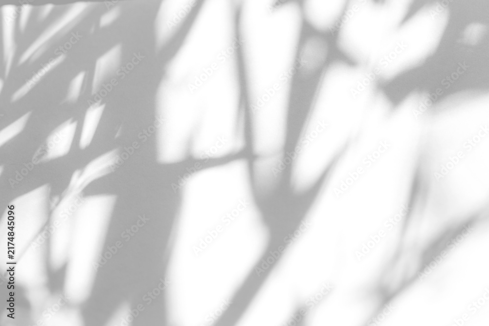 Obraz premium Real vertical palm leaf shadow cut out on a transparent png background with soft diffused edges. Pairs with a zen and minimal aesthetic as a png overlay for organic skincare mockups.