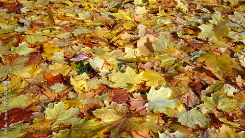 Obraz na płótnie Fallen red oak leaves forming a carpet of autumnal ochre hues on the ground
