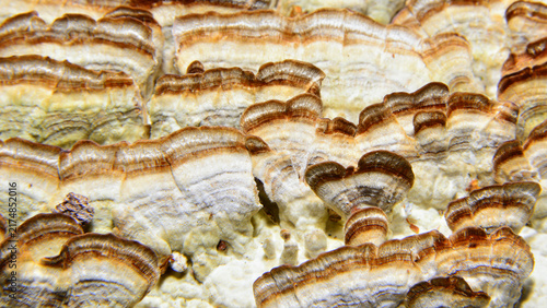 Trametes versicolor. A mushroom highly valued in traditional medicine.