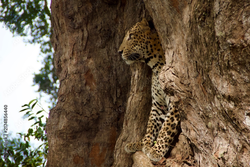 Fototapeta premium Sri Lankan leopard watching from a tree hollow