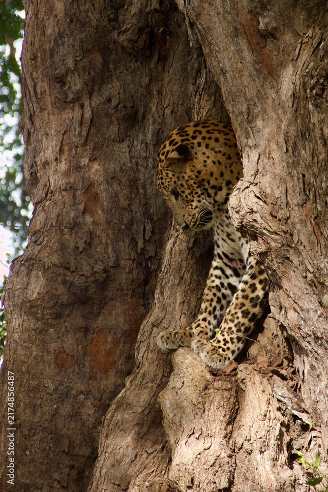 Fototapeta premium Leopard Resting Inside a Tree Trunk