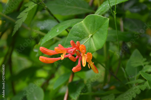 Fotografie Lonicera (Honeysuckle Vine) 'Mandarin' vine with cluster of bicolor orange - red flowers and green leaves