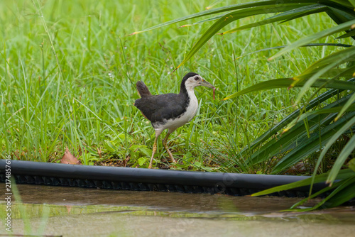 Foto Young waterfowl stands in shallow water near grassy edge