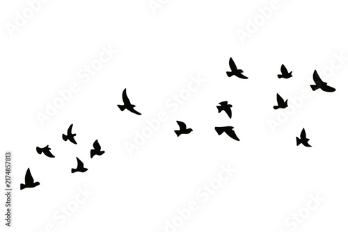 Photography flock of birds