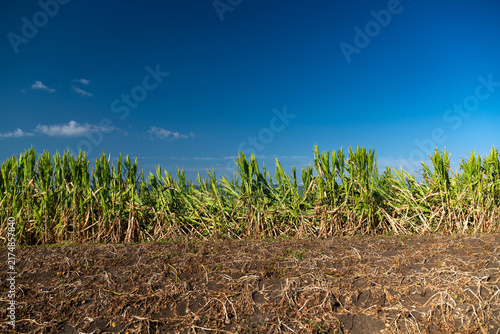 Damaged corn crop after heavy rain in Transylvania, Romania.