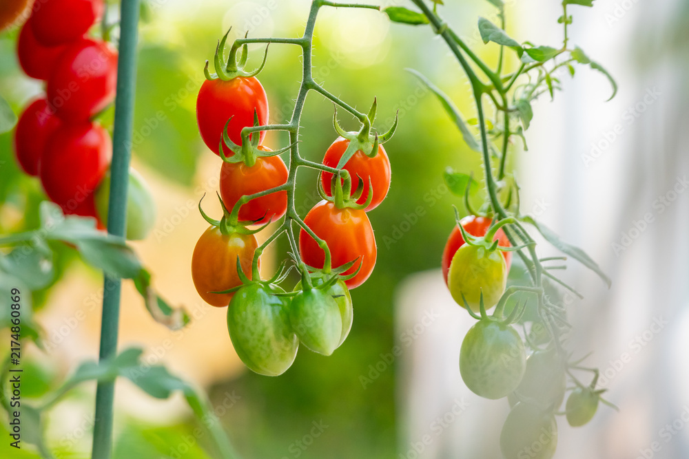 Obraz premium Bunch of fresh ripe red grape tomatoes hanging on the vine in organic garden
