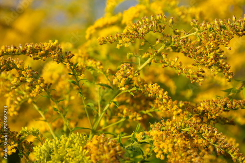 Bild auf Leinwand Lush bright yellow goldenrod inflorescences bloom under warm sunlight on a summer day