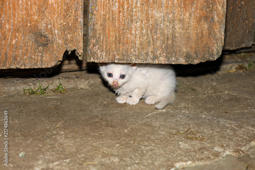 Cuadro en lienzo A tiny fluffy white kitten hides under an old wooden gate in the yard