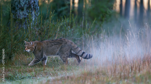 Wild cat walking through misty forest