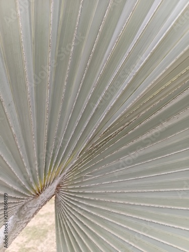 Macro shot of a palm leaf