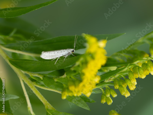 Traubenkirschen-Gespinstmotte (Yponomeuta evonymella) 