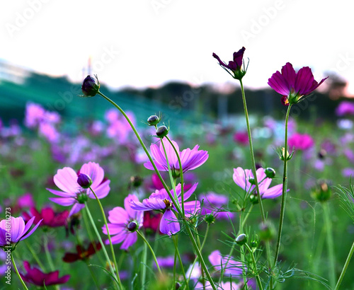 コスモスの花
