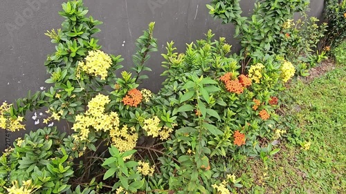 moss on the wall,Saraca asoca flowers,Soka flower or Flame of the wood Lush green bush blooms with yellow and orange flowers. Plants grow beside a dark wall, creating a vibrant contrast. Colorful blos