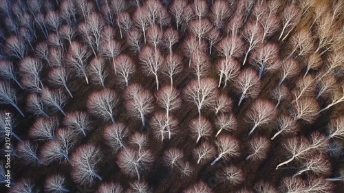 Extreme Macro detail of dandelion seeds in soft natural light during quiet moment