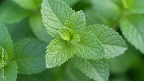 Fresh mint leaves with water droplets in soft natural light for culinary use and wellness concepts