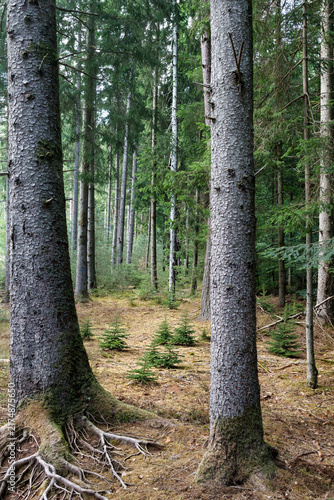 Fotografía Forêt de sapins avec éclairci jeunes arbres