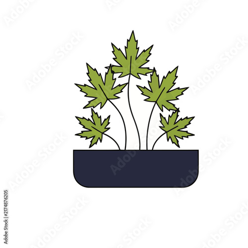 Green leaves in a dark pot