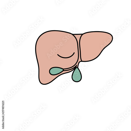 Illustration of a human liver and gallbladder