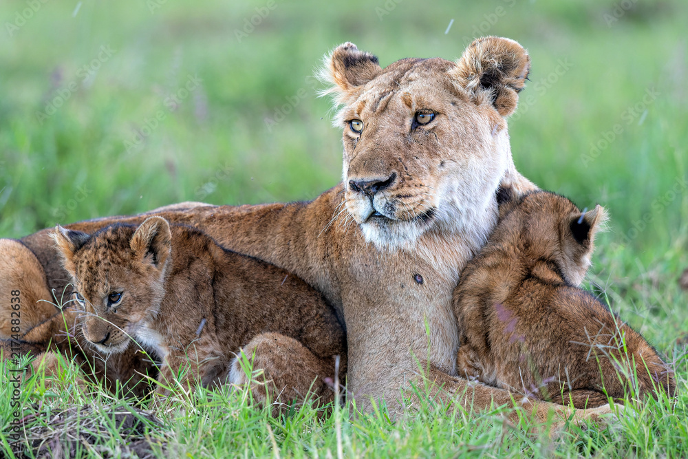 Obraz premium Lioness with cub. Lions strengthen family bonds through affectionate behavior in the Masai Mara game reserve in Kenya.