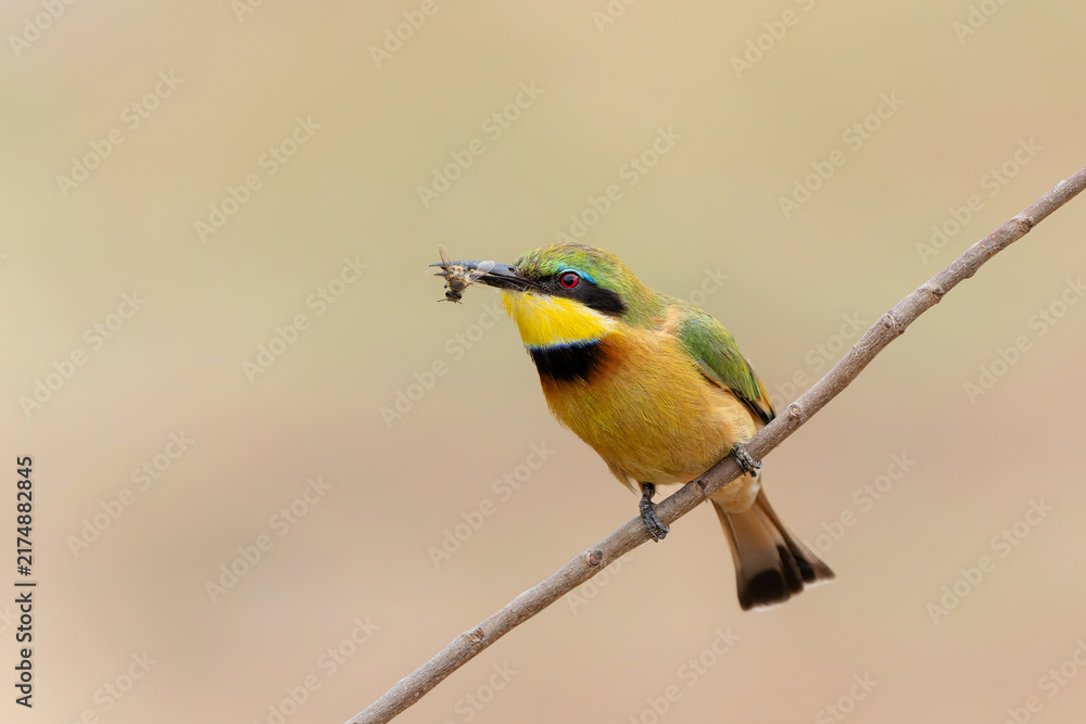 Obraz premium Little bee-eater (merops pusillus) hunting in Kruger national park in South Africa 